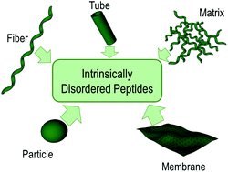 Graphical abstract: Folding and self-assembly of short intrinsically disordered peptides and protein regions