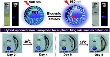 Graphical abstract: A hybrid upconversion nanoprobe for ratiometric detection of aliphatic biogenic amines in aqueous medium