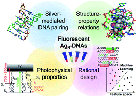 Graphical abstract: Structure and luminescence of DNA-templated silver clusters