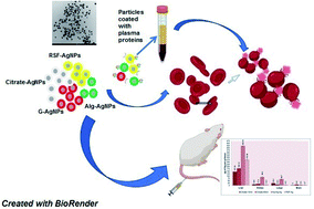 Graphical abstract: In vitro coronal protein signatures and biological impact of silver nanoparticles synthesized with different natural polymers as capping agents