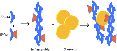 Graphical abstract: Staphylococcus aureus entanglement in self-assembling β-peptide nanofibres decorated with vancomycin