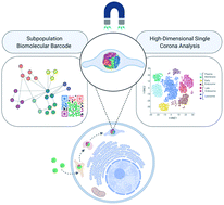 Graphical abstract: Understanding intracellular nanoparticle trafficking fates through spatiotemporally resolved magnetic nanoparticle recovery