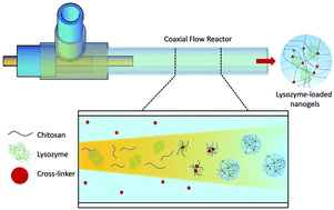 Graphical abstract: Microfluidic synthesis of protein-loaded nanogels in a coaxial flow reactor using a design of experiments approach