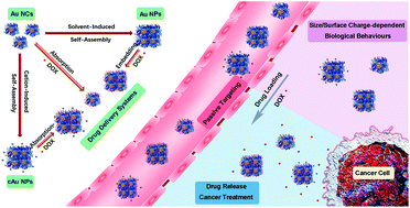 Graphical abstract: Self-assembled anionic and cationic Au nanoparticles with Au nanoclusters for the exploration of different biological responsiveness in cancer therapy