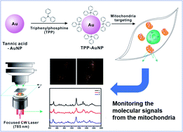 Graphical abstract: Real-time surface-enhanced Raman scattering-based live cell monitoring of the changes in mitochondrial membrane potential