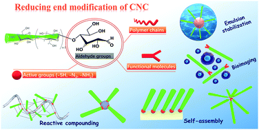 Graphical abstract: Reducing end modification on cellulose nanocrystals: strategy, characterization, applications and challenges