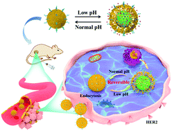 Graphical abstract: Reversibly-regulated drug release using poly(tannic acid) fabricated nanocarriers for reduced secondary side effects in tumor therapy