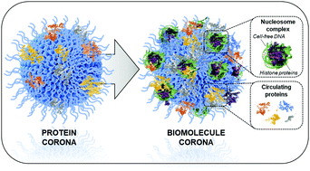 Graphical abstract: The biomolecule corona of lipid nanoparticles contains circulating cell-free DNA