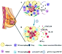 Graphical abstract: Tumor-targeted gene therapy with lipid nanoparticles inhibits tumor-associated adipocytes and remodels the immunosuppressive tumor microenvironment in triple-negative breast cancer