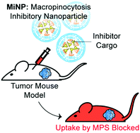 Graphical abstract: Enhancing subcutaneous injection and target tissue accumulation of nanoparticles via co-administration with macropinocytosis inhibitory nanoparticles (MiNP)