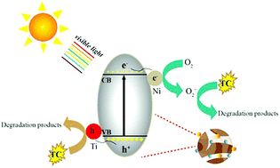 Graphical abstract: Enhanced photocatalytic activity of Bi2WO6 for the degradation of TC by synergistic effects between amorphous Ti and Ni as hole–electron cocatalysts