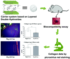 Graphical abstract: Phytochemical species intercalated into layered double hydroxides: structural investigation and biocompatibility assays