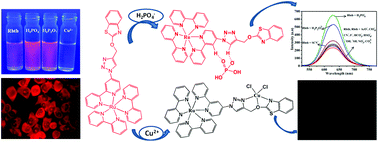 Graphical abstract: Triazole appending ruthenium(ii) polypyridine complex for selective sensing of phosphate anions through C–H–anion interaction and copper(ii) ions via cancer cells