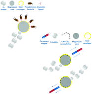 Graphical abstract: Synthesis of magnesium-based Janus micromotors capable of magnetic navigation and antibiotic drug incorporation
