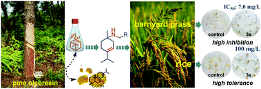 Graphical abstract: Synthesis and herbicidal application of turpentine derivative p-menthene type secondary amines as sustainable agrochemicals