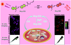 Graphical abstract: The development of a hemicyanine-based ratiometric CO fluorescent probe with a long emission wavelength and its applications for imaging CO in vitro and in vivo