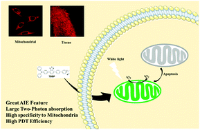 Graphical abstract: A two-photon AIE fluorophore as a photosensitizer for highly efficient mitochondria-targeted photodynamic therapy