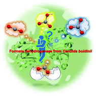Graphical abstract: Can formate dehydrogenase from Candida boidinii catalytically reduce carbon dioxide, bicarbonate, or carbonate to formate?