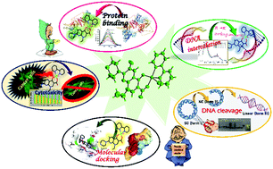 Graphical abstract: Copper(ii) complexes containing enoxacin and heterocyclic ligands: synthesis, crystal structures and their biological perspectives