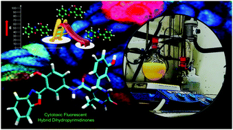Graphical abstract: Hybrid 3,4-dihydropyrimidin-2-(thi)ones as dual-functional bioactive molecules: fluorescent probes and cytotoxic agents to cancer cells
