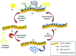Graphical abstract: Synchronous role of coupled adsorption and photocatalytic oxidation on the hybrid nanomaterials of pectin and nickel ferrite leads to the excellent removal of toxic dye effluents