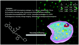 Graphical abstract: A novel carbazolyl GFP chromophore analogue: synthesis strategy and acidic pH-activatable lysosomal probe for tracing endogenous viscosity changes