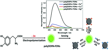 Graphical abstract: Electrochemically assisted synthesis of poly(3,4-dihydroxyphenylalanine) fluorescent organic nanoparticles for sensing applications