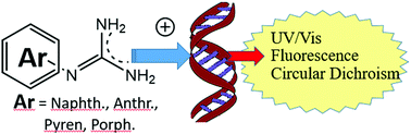 Graphical abstract: Guanidino-aryl derivatives: protonation and structure tuning for spectrophotometric recognition of ds-DNA and ds-RNA