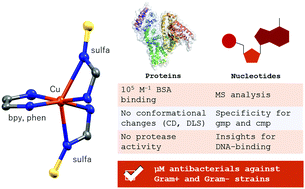 Graphical abstract: Sulfonamide-containing copper(ii) complexes: new insights on biophysical interactions and antibacterial activities