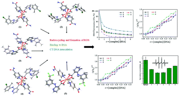 Graphical abstract: Novel copper(ii) complexes with fenamates and isonicotinamide: structure and properties, and interactions with DNA and serum albumin