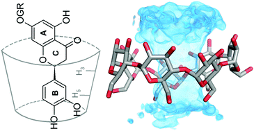 Graphical abstract: Interaction of natural flavonoid eriocitrin with β-cyclodextrin and hydroxypropyl-β-cyclodextrin: an NMR and molecular dynamics investigation