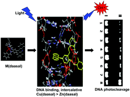 Graphical abstract: The metal centre in salen-acridine dyad N2O2 ligand–metal complexes modulates DNA binding and photocleavage efficiency