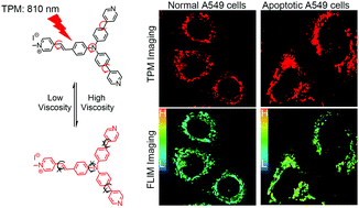 Graphical abstract: A molecular rotor sensor for detecting mitochondrial viscosity in apoptotic cells by two-photon fluorescence lifetime imaging