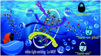 Graphical abstract: A white-light-emitting lanthanide metal–organic framework for luminescence turn-off sensing of MnO4− and turn-on sensing of folic acid and construction of a “turn-on plus” system