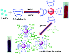 Graphical abstract: Smart phone assisted, rapid, simplistic, straightforward and sensitive biosensing of cysteine over other essential amino acids by β-cyclodextrin functionalized gold nanoparticles as a colorimetric probe