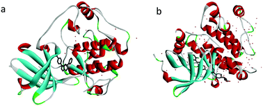 Graphical abstract: Design and screening of SGK1, Src dual inhibitors using pharmacophore models, molecular docking, and molecular dynamics simulation