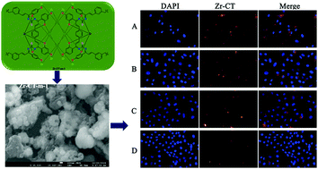 Graphical abstract: Zirconium doping level modulation combined with chalconylthiourea organic frameworks induced enhancement of luminescence applied to cell imaging