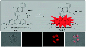 Graphical abstract: A new red fluorescent probe based on rosamine–phenothiazine for the highly selective and rapid detection of hypochlorite and its bioimaging in live cells