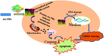 Graphical abstract: Gold nanorods–trypsin biocorona: a novel nano composite for in vitro cytotoxic activity towards MCF-7 and A-549 cancer cells
