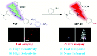 Graphical abstract: A novel near-infrared xanthene-based fluorescent probe for detection of thiophenol in vitro and in vivo