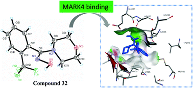 Graphical abstract: Identification of morpholine based hydroxylamine analogues: selective inhibitors of MARK4/Par-1d causing cancer cell death through apoptosis