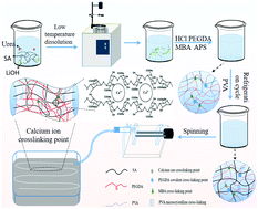 Graphical abstract: Dynamic formation of calcium alginate/polyethylene glycol acrylate dual network fibers enhanced by polyvinyl alcohol microcrystalline cross-linking