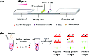 Graphical abstract: Development and comparison of two nanomaterial label-based lateral flow immunoassays for the detection of five antibacterial synergists