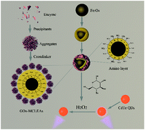Graphical abstract: Fluorescent biosensor based on magnetic cross-linking enzyme aggregates/CdTe quantum dots for the detection of H2O2-bioprecursors