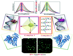 Graphical abstract: Developing novel zinc(ii) and copper(ii) Schiff base complexes: combined experimental and theoretical investigation on their DNA/protein binding efficacy and anticancer activity