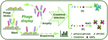 Graphical abstract: Colorimetric detection of creatinine using its specific binding peptides and gold nanoparticles