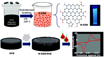 Graphical abstract: Radical sensitivity and selectivity in the electrochemical sensing of cadmium ions in water by polyaniline-derived nitrogen-doped graphene quantum dots
