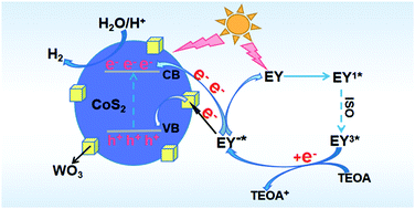 Graphical abstract: Hydrothermal synthesis of WO3/CoS2 n–n heterojunction for Z-scheme photocatalytic H2 evolution