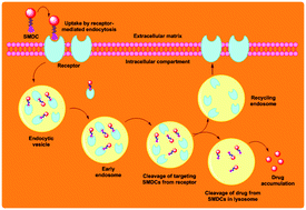 Graphical abstract: Small molecule drug conjugates (SMDCs): an emerging strategy for anticancer drug design and discovery