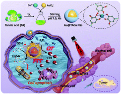 Graphical abstract: One-step facile synthesis of Au@copper–tannic acid coordination core–shell nanostructures as photothermally-enhanced ROS generators for synergistic tumour therapy